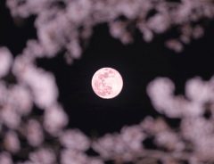 ご利益があるかも　ピンクムーンと桜を撮影した写真が神秘的