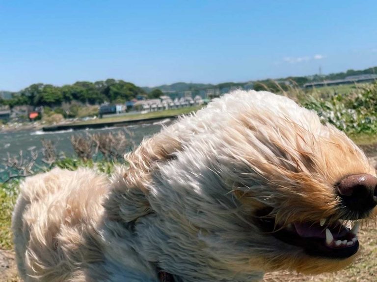 散歩中の犬 とらえた衝撃の写真に 大笑いした 最高 Grape グレイプ