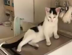 １００万回以上再生された猫の動画　洗濯機の上で何をしているかというと？