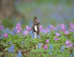北海道で出会ったかわいい小動物　草花に囲まれた姿に心癒される【全３枚】