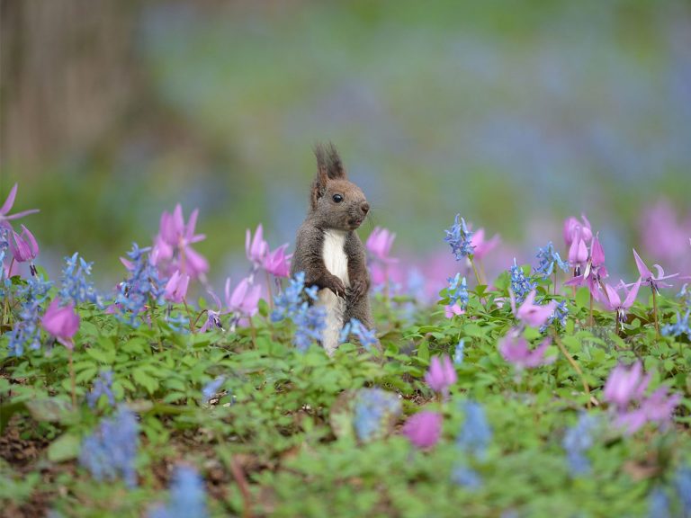 北海道で出会ったかわいい小動物 草花に囲まれた姿に心癒される 全３枚 Grape グレイプ