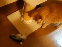 「申し訳ないけど笑った」の声　魚のおもちゃを、猫にプレゼントしたところ？