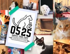 ５月２５日はホゴネコの日！　保護猫の命を救うキャンペーンを開催　内容は？