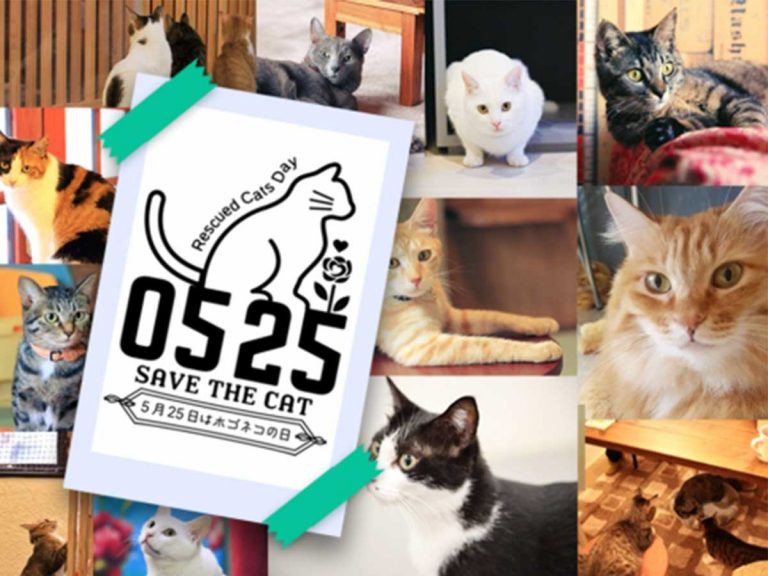 ５月２５日はホゴネコの日 保護猫の命を救うキャンペーンを開催 内容は Grape グレイプ