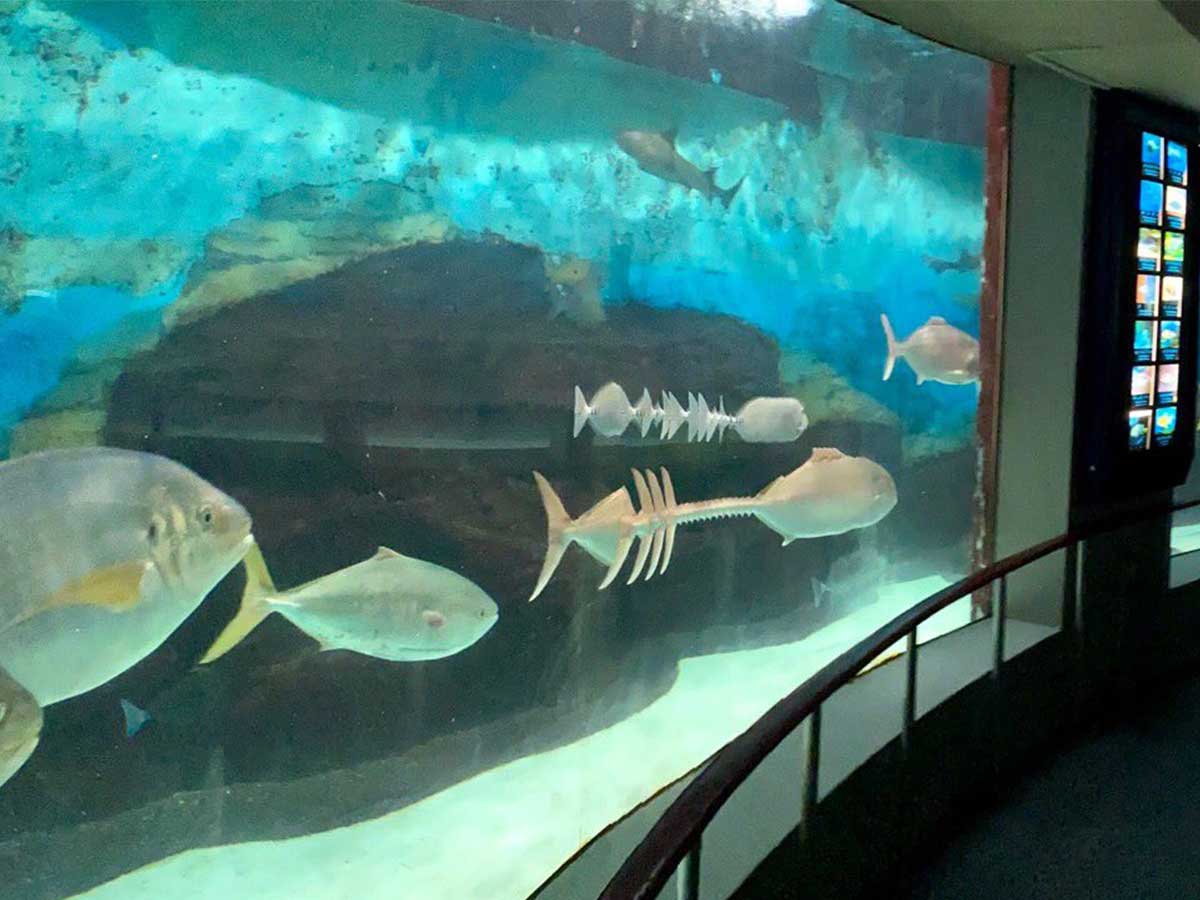 どうなってるの 骨が泳いでるみたい 水族館で撮影された写真が話題に Grape グレイプ