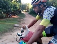 自転車に子犬を乗せて走る男性　その理由に怒りと安堵がこみ上げる