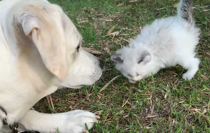 助けを求めて寄ってきた子猫 発見したラブラドールは Grape グレイプ