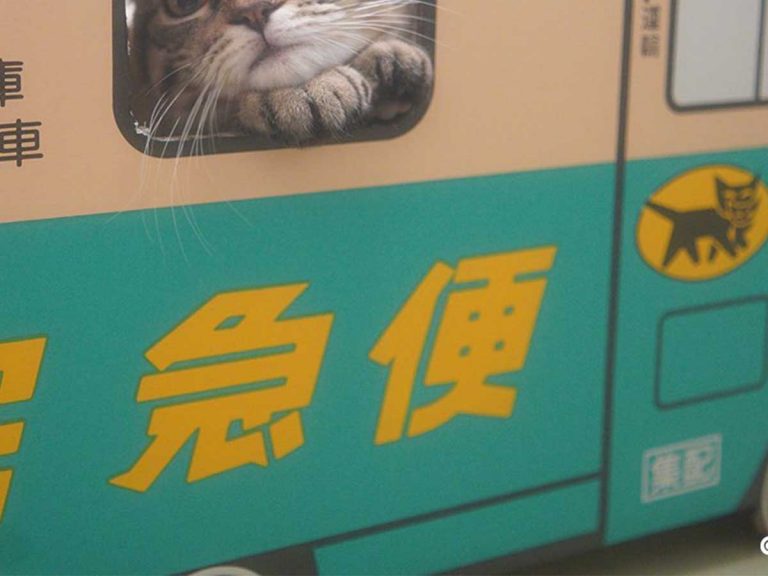 心を完全に持っていかれた 配達員になりきる子猫をご覧ください Grape グレイプ