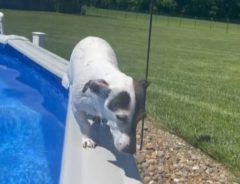 『犬がプールから出るだけの動画』に称賛の声が殺到　「何度も見ちゃう！」
