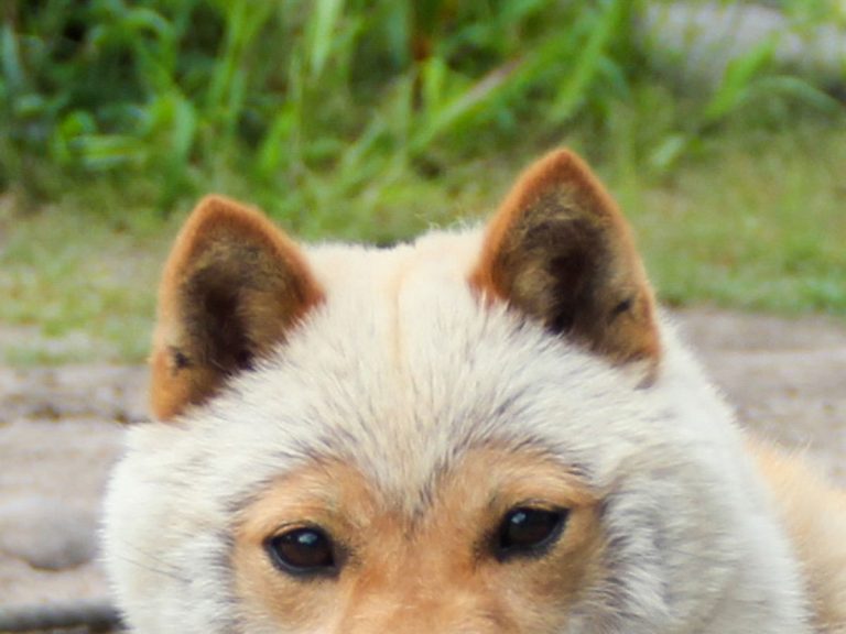 ヒツジ じわじわくる 換毛期をむかえた柴犬にクスッ その姿は Grape グレイプ