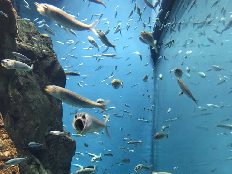 笑った 夢に出てきそう 水族館で泳ぐイワシの中に Grape グレイプ