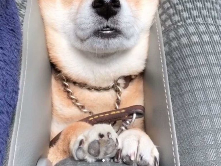 想像の６倍食パンだった 挟まる豆柴 その表情がこちらです Grape グレイプ