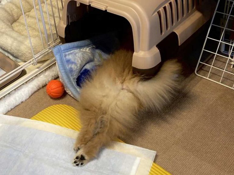 犬の様子を見に行ったら 心臓が止まるかと思った Grape グレイプ