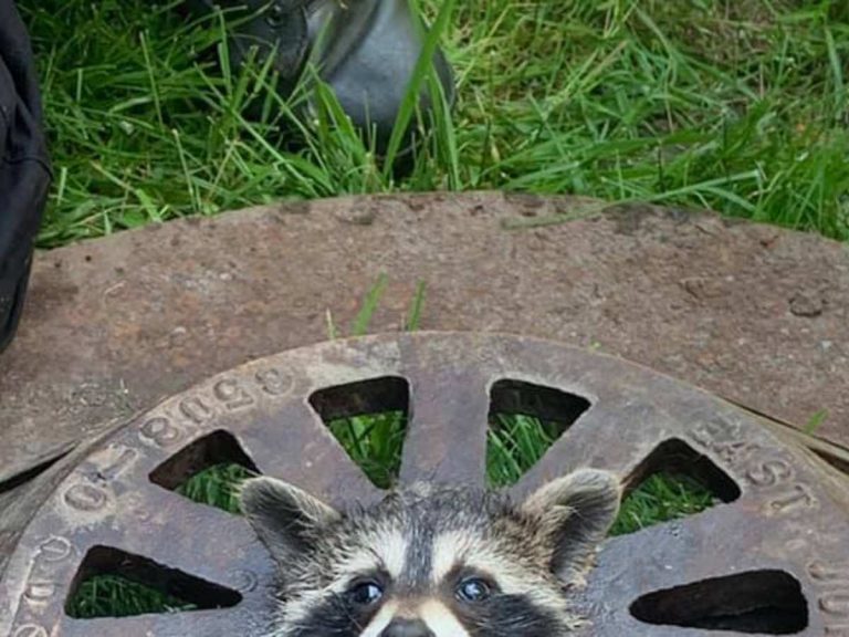 一体どうやってそこに マンホールのフタから顔を出していたのは Grape グレイプ