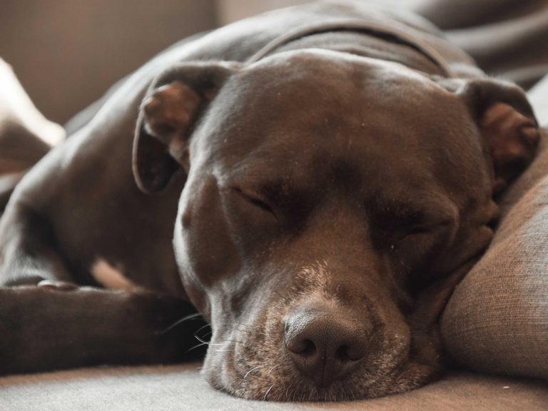 何をいっても起きない犬に ある言葉 をいうと 笑いすぎて涙が出た Grape グレイプ