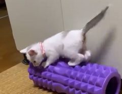 「懲りずに震えてる」　子猫を撮影した２０秒の動画に、心がプルプル…