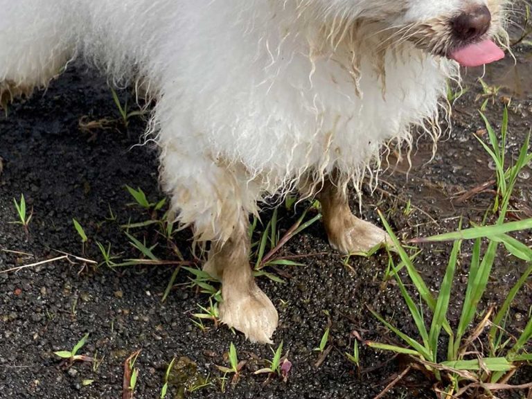 いい写真 神々しい 体を洗ってもらった翌日に 泥遊びをした犬の表情が Grape グレイプ