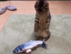 本物だと思っていた魚を見た猫が？　その後の様子に「ドン引きの反応」「初めて見た」