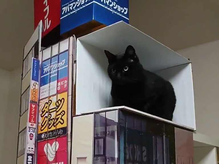 脳が混乱する」 新宿の巨大猫 大型ビジョンからリアルに再現した結果