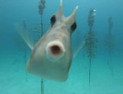 かわいすぎ！　海でサンゴ礁の復元中、フグがカメラに近付いてきて？