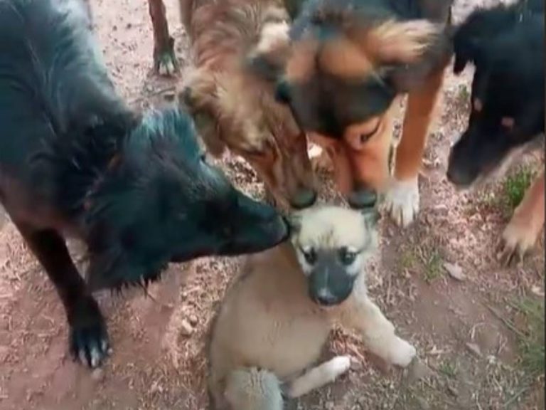 飼い主に捨てられた子犬 動物保護施設で先住犬たちに取り囲まれて Grape グレイプ