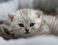 シベリアンハスキーに育てられた子猫、初めはびくびくしていたが…？