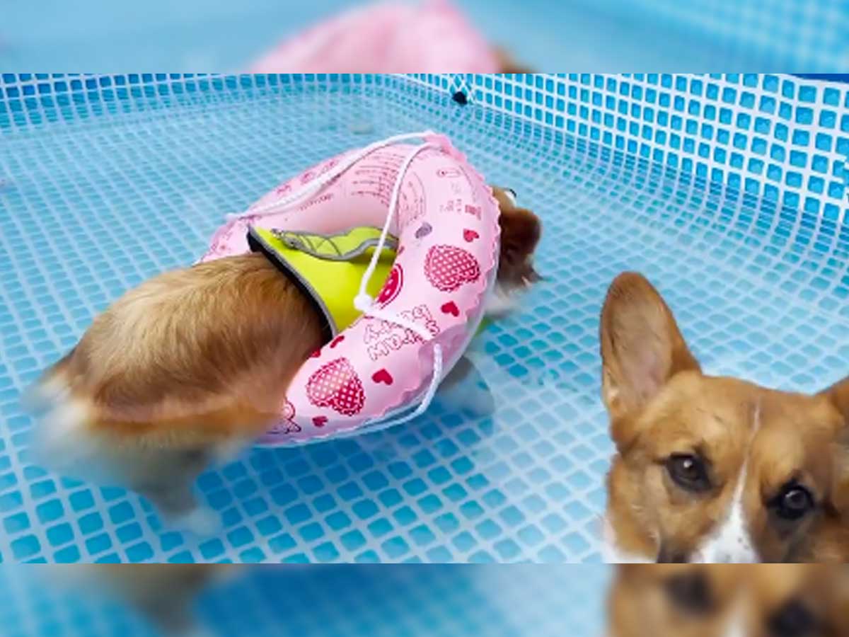 プールの中で泳いでいた犬 『浮かぶこと』に気付いたとたん…？ – grape [グレイプ]