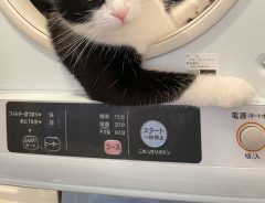 乾燥器にいた猫の姿が、イケメンすぎてじわじわくる
