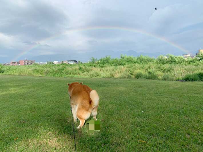 お腹がよじれるほど笑った 虹を撮っていた飼い主 すると柴犬が Grape グレイプ