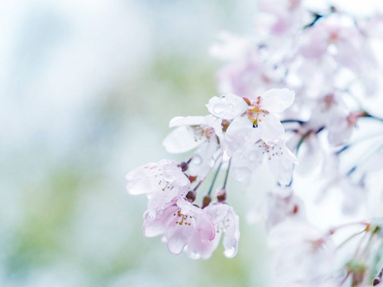 雨の日が楽しくなる まるで宝石のような雨粒 Grape グレイプ