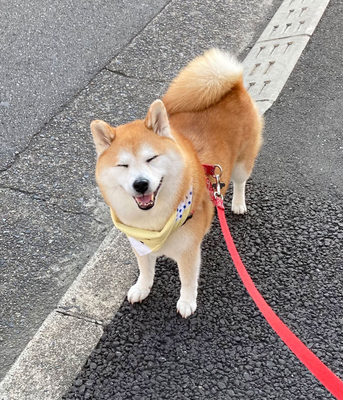 通行人に話しかけられた柴犬が 見せた反応に かわいい Grape グレイプ