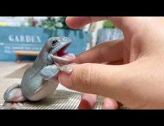 こんなにかわいいカエルをみたことがない！大反響のカエルの動画