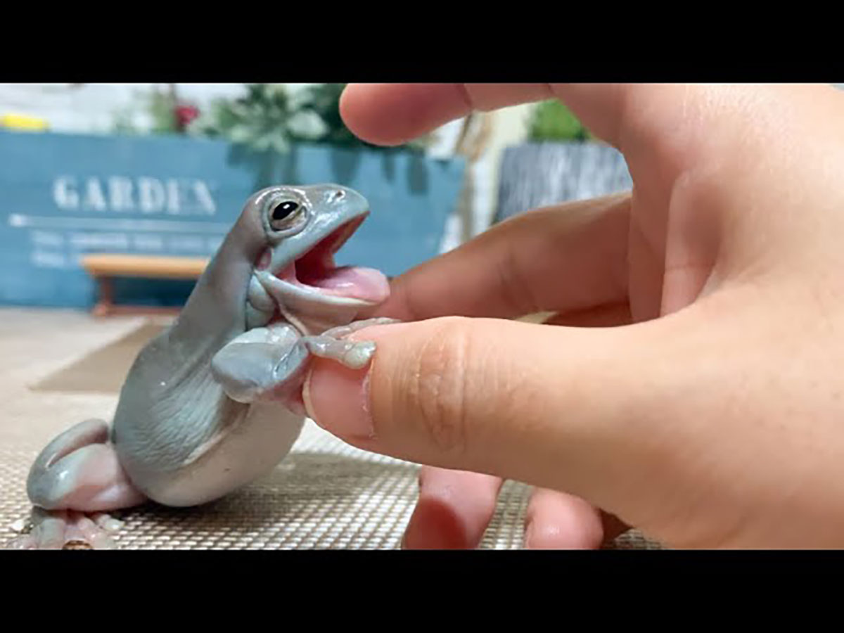 こんなにかわいいカエルをみたことがない 大反響のカエルの動画 Grape グレイプ