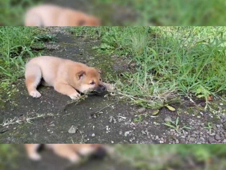 草むしりをしていたら そばにいた柴犬の行動に １１万 いいね Grape グレイプ