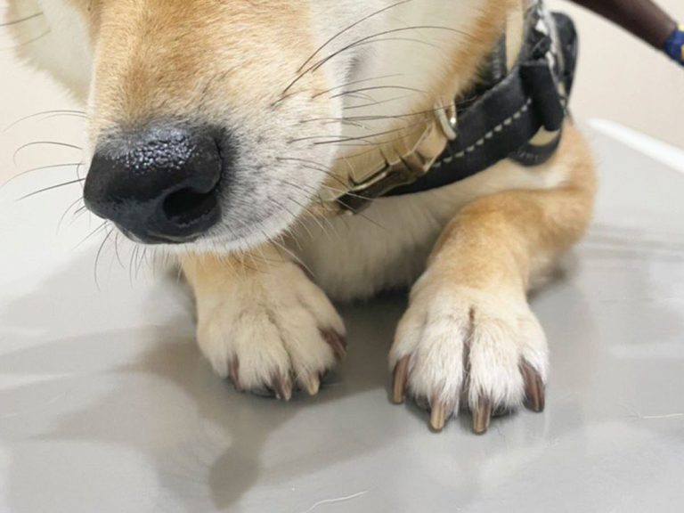 飼い主も脱力した 柴犬の姿 動物病院での様子を心配していたものの Grape グレイプ