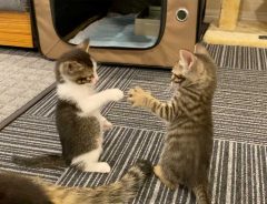 ジャンケンする子猫が話題に　「マジでやってる…」「かわいすぎ」