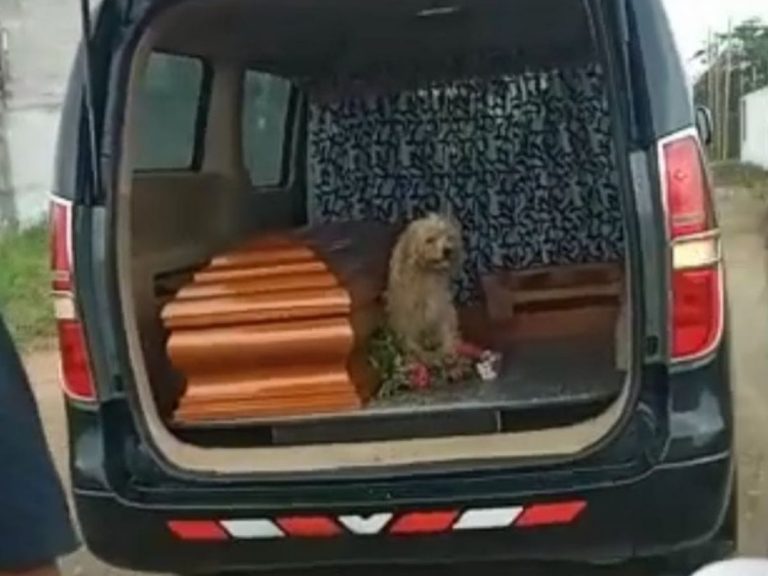 最後まで飼い主の棺に寄り添った犬が涙を誘う 悲しい 真の愛だ Grape グレイプ