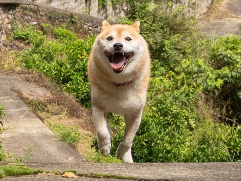 飼い主がいないことに気付いた柴犬 直後の行動に 涙が出た の声 Grape グレイプ