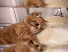 「笑った」「こんな使い方があったとは」　給水器を見た猫が…？