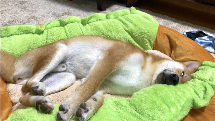 ホットドッグのベッドを買ってもらった柴犬 ソーセージ役がぴったりの寝姿に Grape グレイプ
