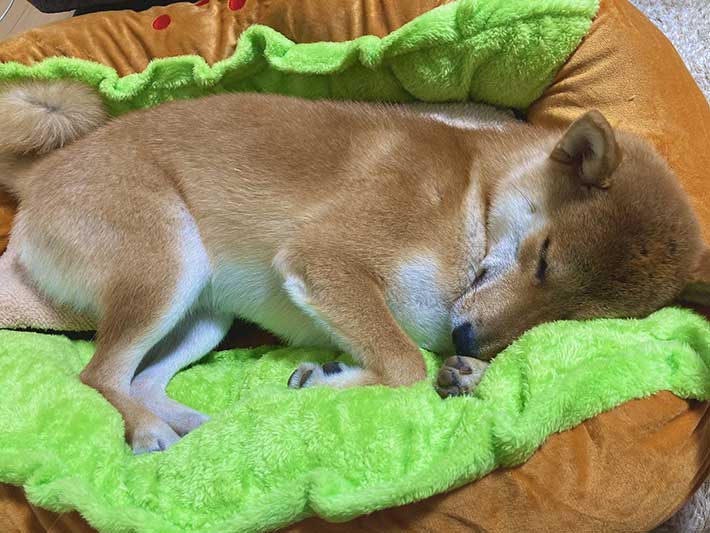 ホットドッグのベッドを買ってもらった柴犬 ソーセージ役がぴったりの寝姿に Grape グレイプ