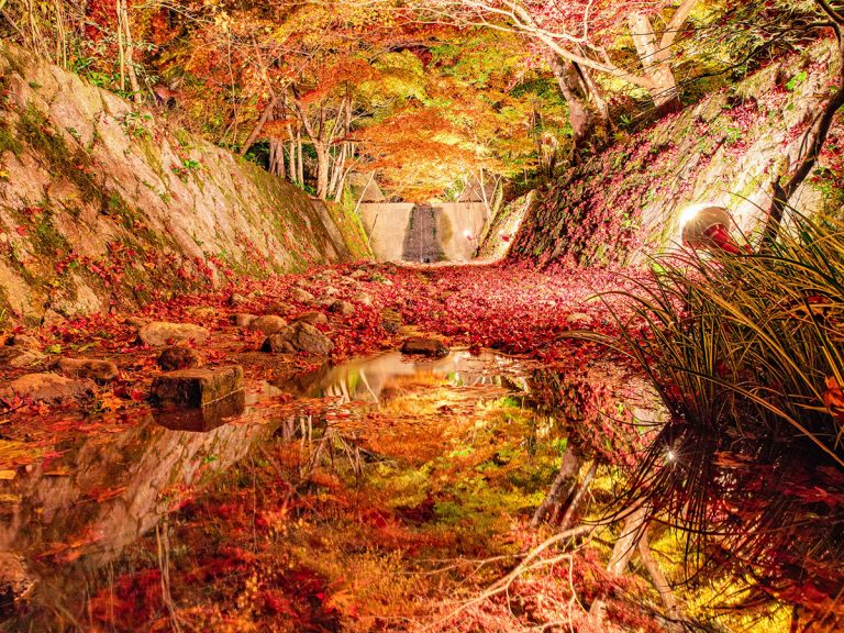 こんな秋は見たことない 京都が生み出した紅葉の川に 絶景 の声多数 Grape グレイプ