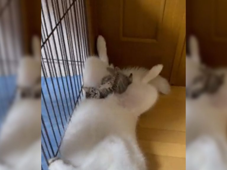 ハスキー犬の上で寝そべる子猫が １本の動画に そう来るか 顔がツボ Grape グレイプ