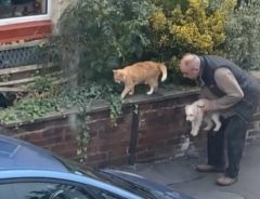 子犬の散歩中に猫と遭遇して、愛犬を抱き上げた男性　その理由ににっこり