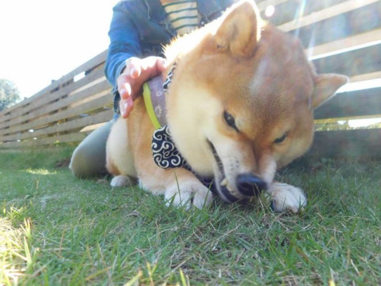 柴犬の 表情 に反響 飼い主も ドッグランで 何が とツッコミ Grape グレイプ