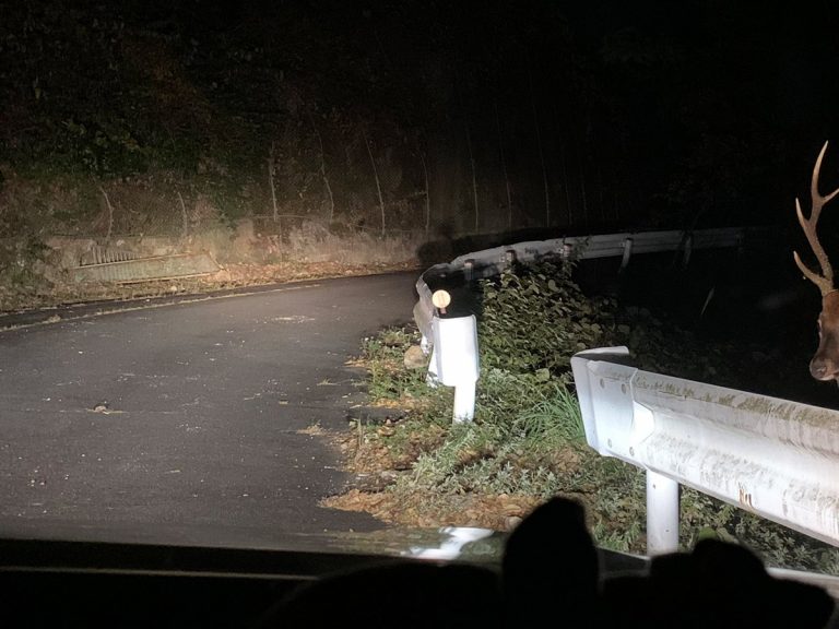 夜のドライブあるある に驚愕 びっくり 夜中の山道は怖い Grape グレイプ