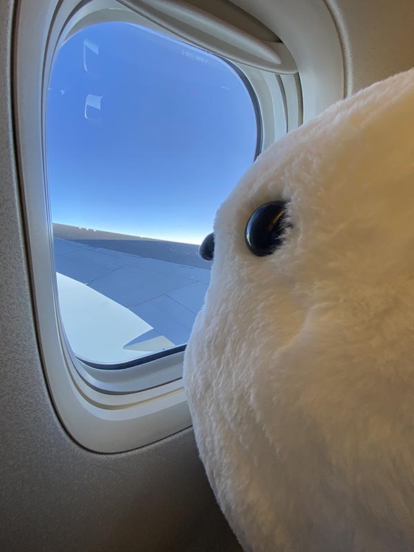 ぬいぐるみを抱えて 北海道から飛行機に乗る客 Caの行動に 素晴らしい と称賛の声 Grape グレイプ