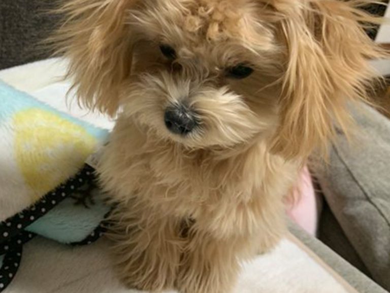 かわいらしいマルプーに 強そう 思わず笑ってしまう姿がコチラ Grape グレイプ