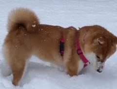 雪が積もり、大喜びする柴犬　まさかの行動に飼い主も驚き！