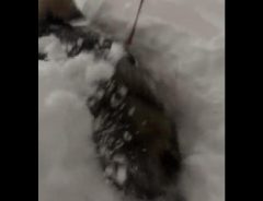 柴犬と散歩中、札幌が猛吹雪に…　飼い主が必死な中、犬の反応に笑う